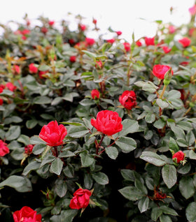 Petite Knock Out® Rose