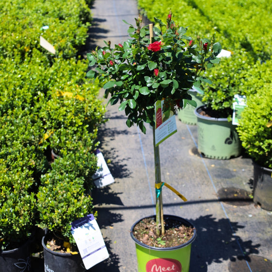 petite knockout rose tree in bloom surrounded my boxwoods