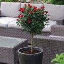 bright red blooms on the petite knockout rose tree