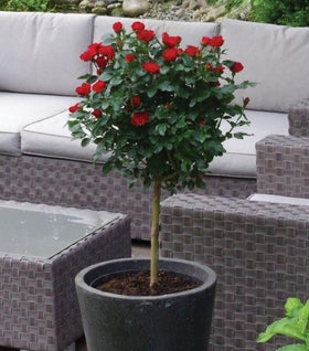 Petite Knock Out® Rose Tree