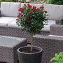 bright red blooms on the petite knockout rose tree