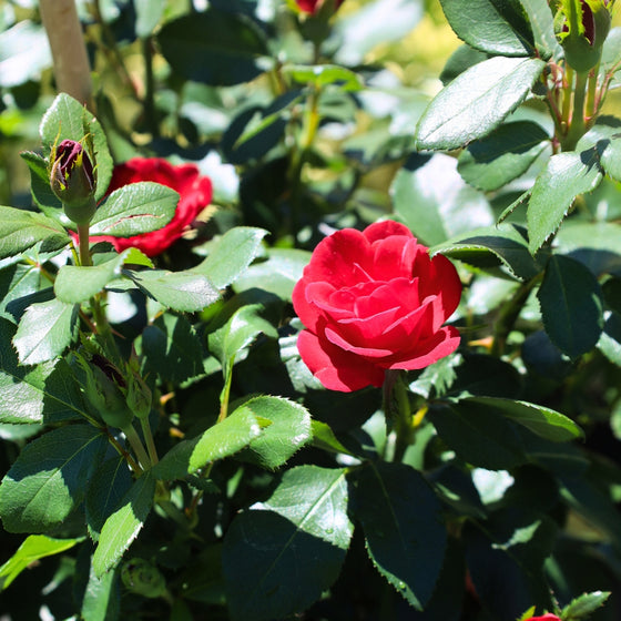 close up view of vibrant red blooms on petite knock out rose tree