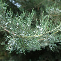 Pfitzer Juniper with blue berries