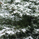 Pfitzer Juniper evergreen foliage covered in snow