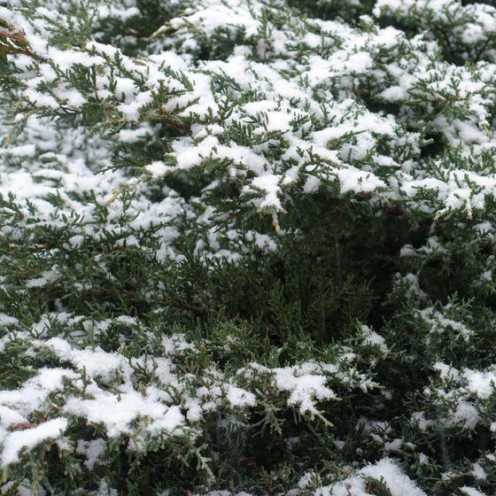 Pfitzer Juniper evergreen foliage covered in snow