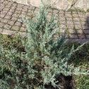 young Pfitzer Juniper planted in the ground