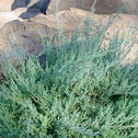Pfitzer Juniper shrub