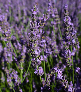 Phenomenal Lavender