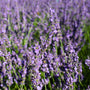 close up view of bright purple phenomenal lavender buds