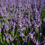 close up of phenomenal lavender in bloom