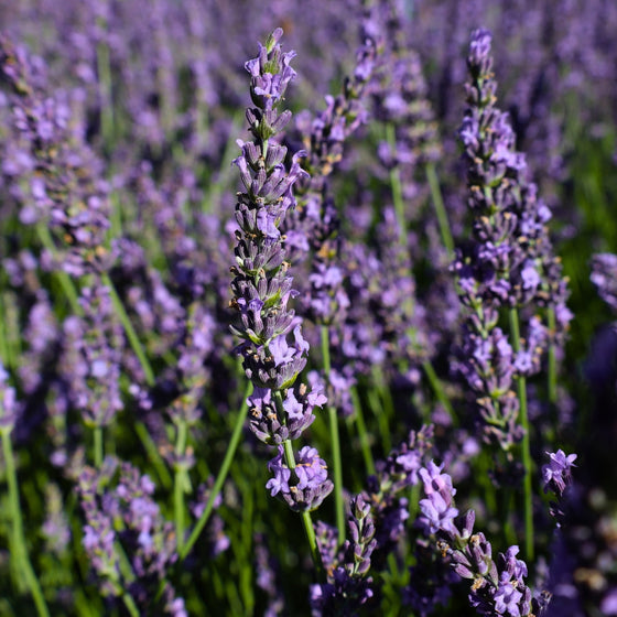 How to grow lavender: a step-by-step guide to growing this pretty perennial