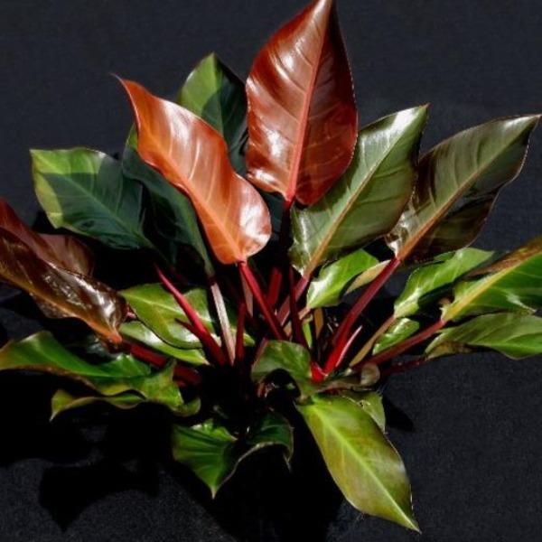 philodendron autumn falls Philodendron Autumn 8 Inch Pot