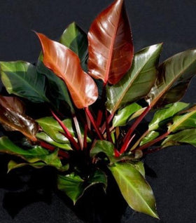 Philodendron Autumn
