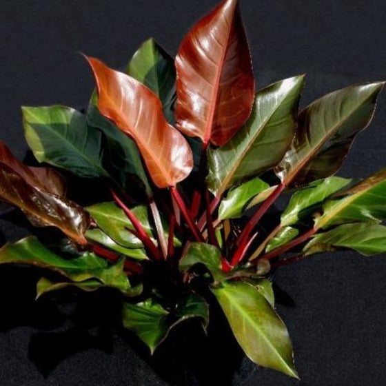 A shiny and vibrant mature Philodendron Autumn plant