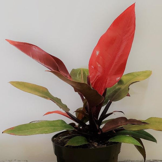 A Philodendron Autumn Plant with some bright copper red leaves
