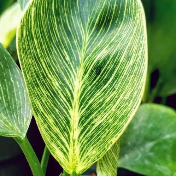 The striking variegation of the Philodendron Birkin. 