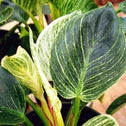 This close up of the Philodendron Birkin shows off the stunning foliage