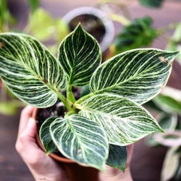 birkins philodendron Philodendron Birkin