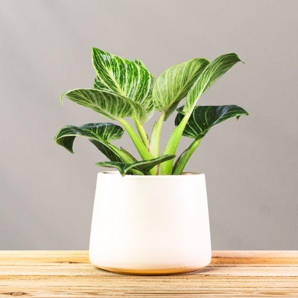 Philodendron Birkin Plants for Sale