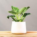 Philodendron Birkin in white ceramic pot
