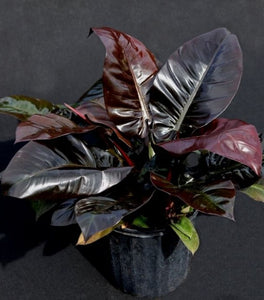 Philodendron Black Cardinal