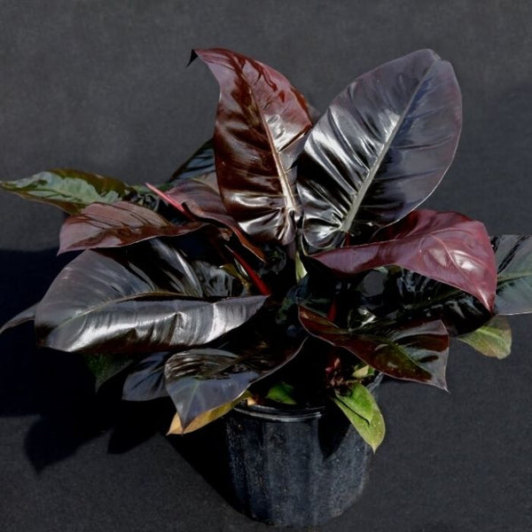 imperial red philodendron vs black cardinal Philodendron Black Cardinal