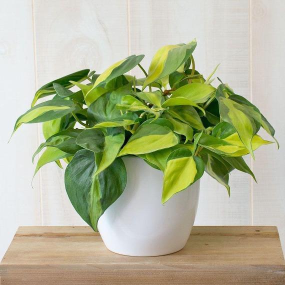 philodendron brasil turning green Philodendron Brasil | Easy, Variegated Trailing Houseplant