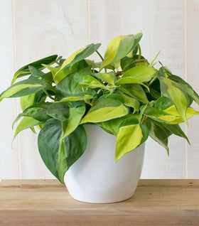 Philodendron Brasil