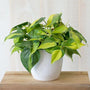 Philodendron Brasil philodendron easy care house plant