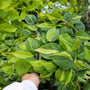 close up variegated foliage on philodendron brasil