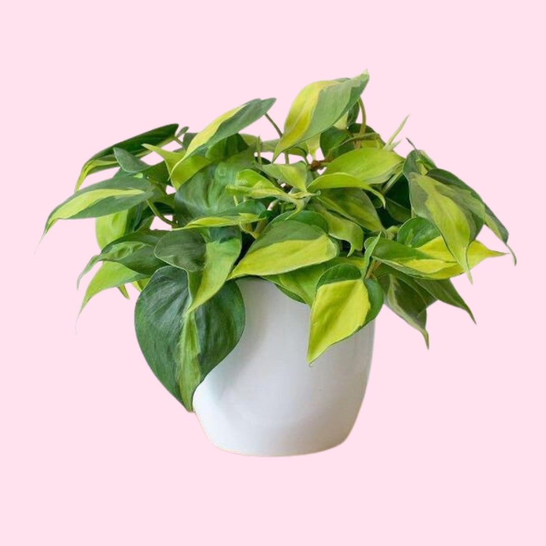 philodendron brasil standort Philodendron Brasil | Easy, Variegated Trailing Houseplant