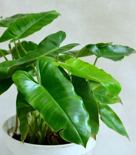 Philodendron Burle Marx