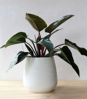 Philodendron Congo Rojo