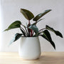 Philodendron Congo Rojo Philodendron dark burgundy leaves with red stems