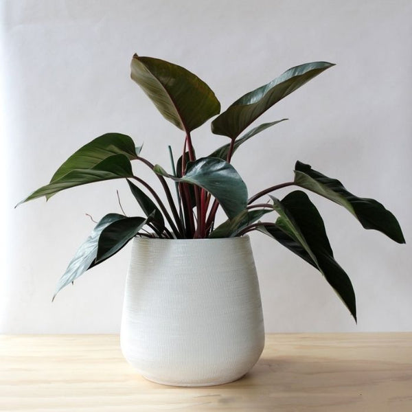 Philodendron Rojo Congo, 6