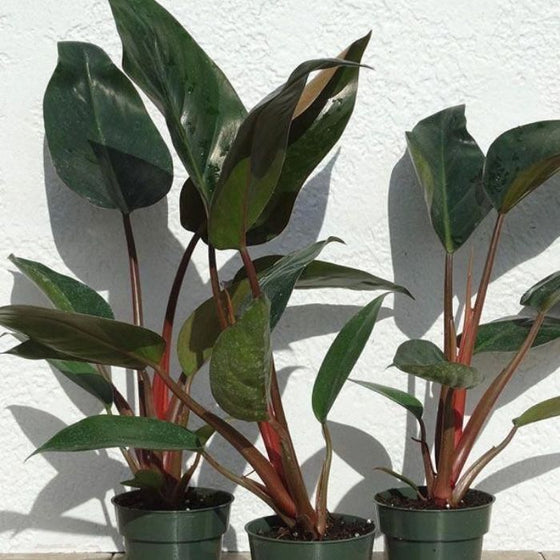 Philodendron Congo Philodendron easy house plant for beginners