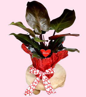 Philodendron Congo Rojo