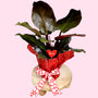 congo rojo philodendron in decorative valentines day wrapping and bow