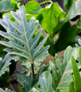 Philodendron Deja Vu