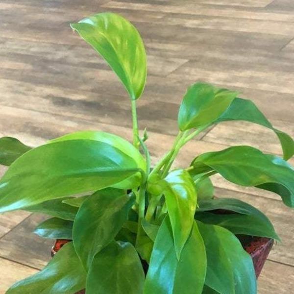 hirt's gardens eva philodendron easy to grow Philodendron Eva