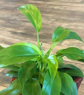 Philodendron Eva