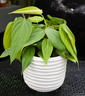 Philodendron Fuzzy Petiole