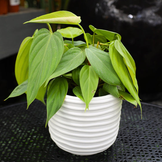 Philodendron Fuzzy Petiole collectors houseplant