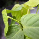 close up of furry stems on Philodendron Fuzzy Petiole