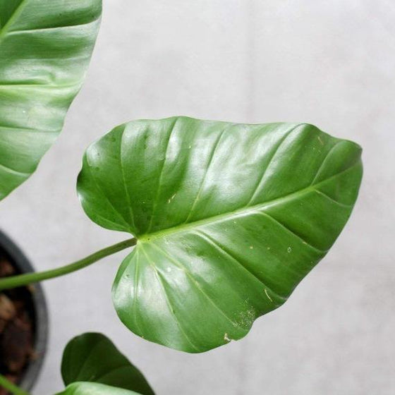 Giant glossy green leaves of tropical house plant Philodendron Giganteum
