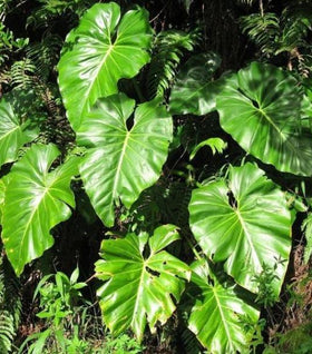 Philodendron Giganteum