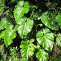 Tropical plant Philodendron Giganteum forms large, shiny green leaves