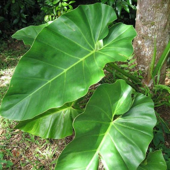 Tropical plant Philodendron Giganteum planted outdoors showing giant heart-shaped foliage