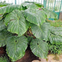 Tropical plants Philodendron Giganteum with dense cluster of huge green leaves