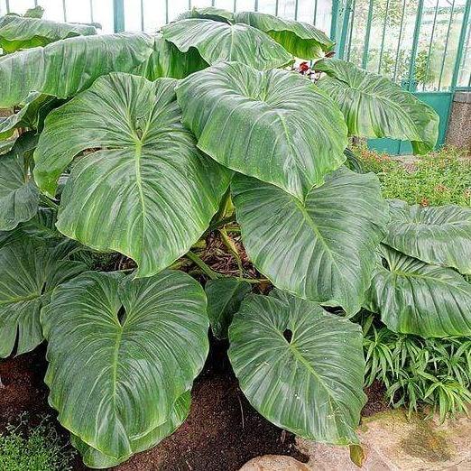 Tropical plants Philodendron Giganteum with dense cluster of huge green leaves